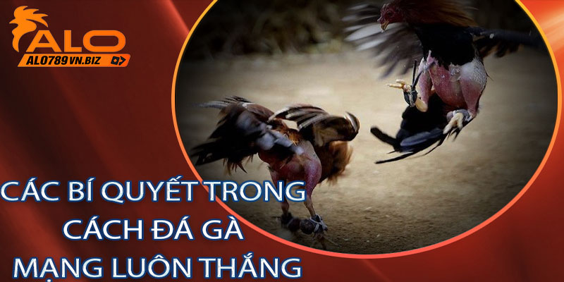 Các Bí Quyết Trong Cách Đá Gà Mạng Luôn Thắng