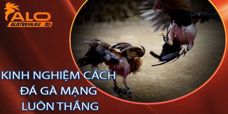 Kinh Nghiệm Cách Đá Gà Mạng Luôn Thắng